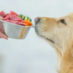 Golden retriever wącha miskę z surowym mięsem i warzywami, szukając inspiracji na gotowane jedzenie dla psa przepisy.