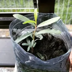 Una giovane talea in acqua, con piccole foglie verdi, cresce in un contenitore riciclato.
