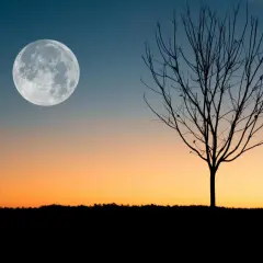 Silueta de árbol sin hojas bajo una luna llena, evocando el **luna creciente significado espiritual** de nuevos comienzos y crecimiento.