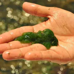 Main d'une personne tenant une masse gélatineuse verte, du plancton algue, sur un fond flou de reflets lumineux dans l'eau.