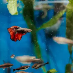 En kampfisk med röda fenor simmar i ett akvarium. Dess färger gör könsbestämning lätt.