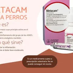 Metacam para perros, con meloxicam, alivia inflamación y dolor. No se consigue meloxicam perros sin receta.