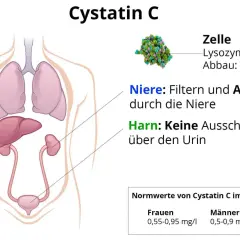 Abbildung zeigt menschliche Organe und erklärt den Abbau von Cystatin C durch die Niere. Normwerte für Frauen und Männer sind angegeben.