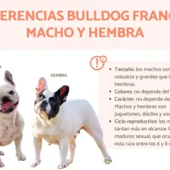 Un buldog francés macho blanco y sonriente junto a una hembra de buldog francés blanco y negro. La imagen compara diferencias entre machos y hembras.
