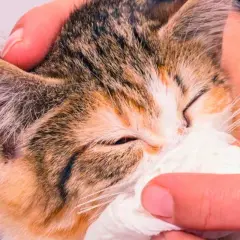 Un gatito con mocos y respiración dificultosa es limpiado con un pañuelo.