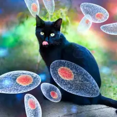 Czarny kot otoczony przez pasożyty Toxoplasma gondii. Ilustracja przedstawia zagrożenie toksoplazmozą u kota.