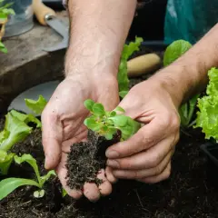 Mani che piantano piantine in terra fertile. Un esempio pratico su come fare l'orto biologico, con lattughe rigogliose pronte per essere raccolte.