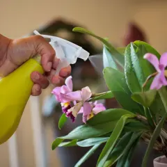 Maintenir une orchidée en pleine forme : une main vaporise de l'eau sur les feuilles vertes et les fleurs roses, un geste essentiel pour l'entretien.