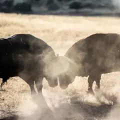 Dos toros chocan en un duelo polvoriento en ganadería Los Ronceles. El sol ilumina el polvo levantado por sus embestidas.