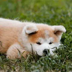 Uroczy szczeniak rasy akita inu a vendre ile de france odpoczywa na trawie.
