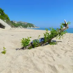 Bułgaria, czerwiec. Słoneczna plaża z klifem w tle i dryfującym drewnem z zielenią. Idealna pogoda na wakacje.