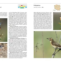 Nagórnik i pokląskwa – dwa gatunki ptaków. Nagórnik ma pomarańczowy brzuch, pokląskwa beżową pierś.