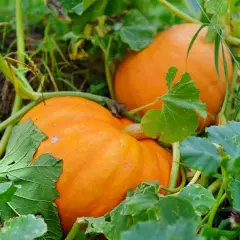 Cuando se plantan las calabazas: los meses que no debes ignorar
