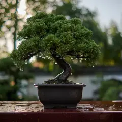 Un bonsai verde y frondoso, con gotas de agua, listo para sus cuidados.