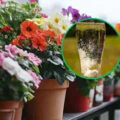 Jakie nawozy są najlepsze dla begonii? Odkryj skuteczne rozwiązania