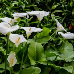 Un bouquet de callas arums blancs aux pistils jaunes, émergeant d'un feuillage vert luxuriant.