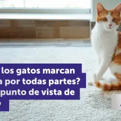 Gato naranja y blanco sentado en alfombra. El texto pregunta por qué las gatas marcan territorio con orina.