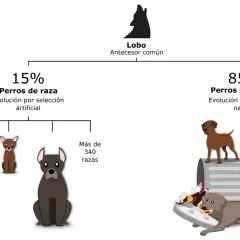 Diagrama de la historia de perros: lobo ancestro común, 15% perros de raza (selección artificial) y 85% perros callejeros (selección natural).