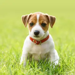 En söt Jack Russell-valp med röd halsband sitter i gräset. Vilket gulligt djur!