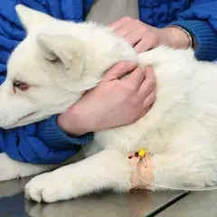 Transfuzja krwi u psa: Cennik, wskazania i co musisz wiedzieć