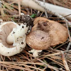 Hongos y setas recién recolectados, con tierra adherida a sus tallos, descansan entre agujas de pino y ramas secas.