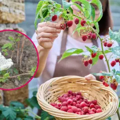 Kobieta zbiera maliny do koszyka, w tle widać rękę w rękawiczce z nawozem.