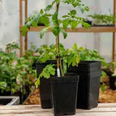 Tomatplantor växer i svarta, fyrkantiga krukor i ett växthus. Bakom syns fler plantor och hyllor.