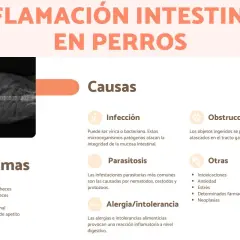 Radiografía de un perro con inflamación intestinal. La imagen detalla causas y síntomas de IBD en perros, como diarrea, vómitos y dolor.