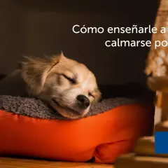 Un tierno cachorro duerme plácidamente en su cama. Descubre cómo hacer que un cachorro duerma toda la noche.