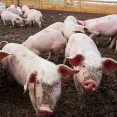 Stado różowych świń w błocie. Jedna świnia patrzy prosto w obiektyw, jej uszy są lekko uniesione, a nos różowy. W tle widać inne zwierzęta i drewniane ogrodzenie.