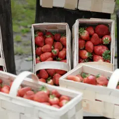 Kilka drewnianych koszy wypełnionych świeżymi, czerwonymi truskawkami.
