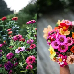 En bukett med färgglada zinnia i kruka, med blommor i rosa, orange, gult och rött.