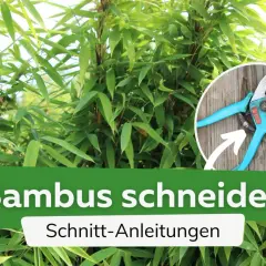 Gartenschere zeigt, wie man Bambus schneiden kann. Anleitung für den Rückschnitt.