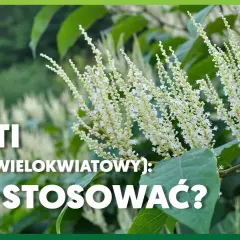 Rdest wielokwiatowy (Fo-Ti) – jak stosować? Kwitnące pędy rośliny na tle zieleni.