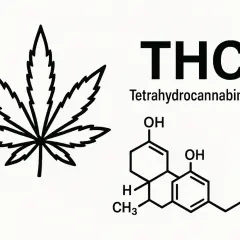 Co to jest THC? Działanie, medycyna, prawo w Polsce przewodnik