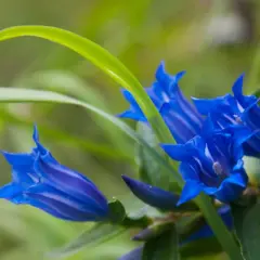 Fiori blu intenso di genziana, con striature più chiare. La radice di genziana velenosa, nonostante la sua tossicità, dona questi splendidi colori.