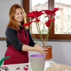 Kobieta z czerwoną gwiazdą betlejemską zastanawia się, co zrobić z gwiazdą betlejemską po przekwitnięciu.
