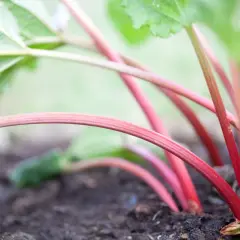 Czerwone, cienkie łodygi rabarbaru wyrastają z ziemi. Dlaczego rabarbar ma cienkie łodygi? To młode pędy, które potrzebują słońca i składników odżywczych do wzrostu.