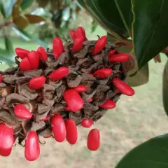 Owoce magnolii, czerwone nasiona wiszące na brązowej szyszce, otoczone zielonymi liśćmi.