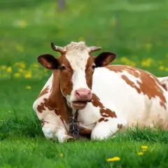Kruk, koza, krowa, kura - długość życia tych zwierząt
