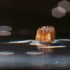 Un oeuf de moustique dans l'eau, une grappe d'œufs translucides flottant à la surface, reflétant la lumière.