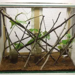 Patyczaki Terrarium - Akwarium dla patyczaka