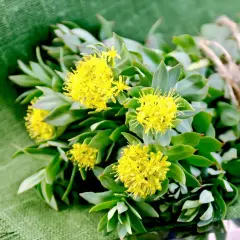 Mazzo di rodiola con fiori gialli su sfondo verde. Scopri le sue proprietà e controindicazioni.