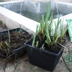 Deux paniers de plantation remplis d'iris d'eau prêts à être installés dans un bassin.