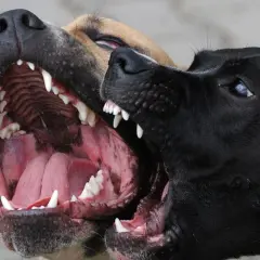 Dos perros muestran sus colmillos. Si te preguntas qué hacer con un perro agresivo, la socialización temprana es clave.