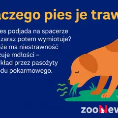 Dlaczego pies je trawę? Może to niestrawność lub mdłości, np. przez pasożyty. Pies podjada trawę i potem wymiotuje.