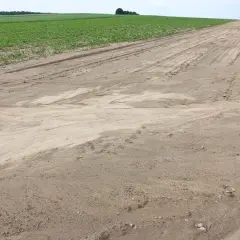 Widoczne ślady erozji gleby na piaszczystym polu, gdzie woda wypłukała wierzchnią warstwę, tworząc charakterystyczne prądy. Obok rośnie zielona uprawa.