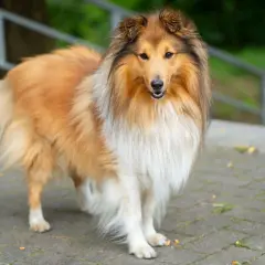 Piękny owczarek collie o długiej, złocistej sierści stoi na chodniku. Jego puszysty ogon i bogata grzywa dodają mu majestatycznego wyglądu.