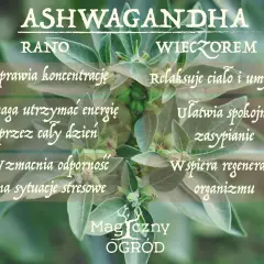 Ashwagandha kiedy brać? Rano dla koncentracji i energii, wieczorem dla relaksu i spokojnego snu. Wspiera odporność.