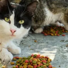 Gatos callejeros comiendo pienso seco. Un gato blanco y negro mira a la cámara mientras otro come.